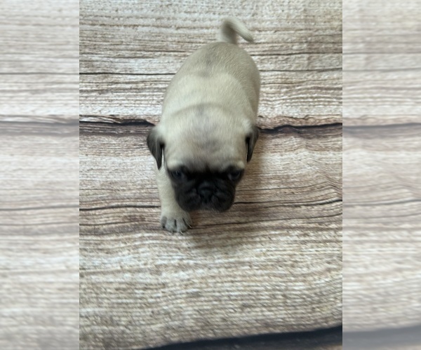 Medium Photo #5 Pug Puppy For Sale in BRIDGEPORT, CT, USA