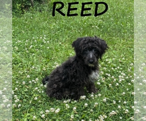 Medium Photo #1 YorkiePoo Puppy For Sale in HARTLAND, MN, USA