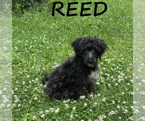 YorkiePoo Puppy for sale in HARTLAND, MN, USA