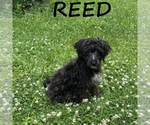 Image preview for Ad Listing. Nickname: Reed