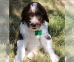 Puppy Whiskey Goldendoodle