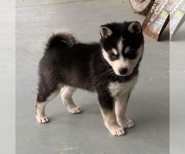 Medium Photo #4 Alaskan Klee Kai Puppy For Sale in CROSSTOWN, OH, USA