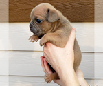 Small Photo #5 American Bully Puppy For Sale in PASCO, WA, USA