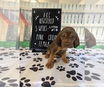 Puppy 6 Bloodhound