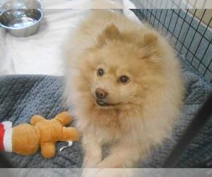 Pomeranian Dogs for adoption in Orange, CA, USA