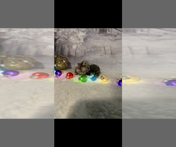 Medium Photo #4 Chihuahua Puppy For Sale in DALLAS, TX, USA