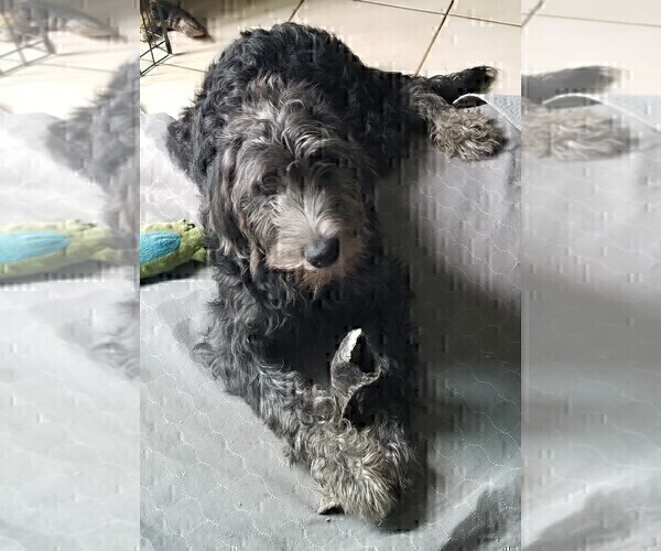 Medium Photo #6 Labradoodle Puppy For Sale in CHICAGO, IL, USA