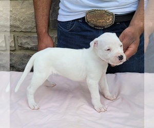 Dogo Argentino Puppy for sale in NEWNAN, GA, USA