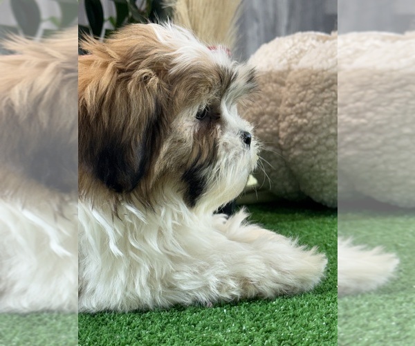 Medium Photo #2 Shih Tzu Puppy For Sale in CANOGA, NY, USA