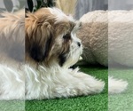 Small #1 Shih Tzu