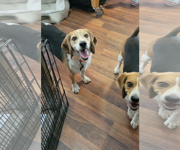 Medium Photo #8 Beagle Puppy For Sale in Las Vegas, NV, USA