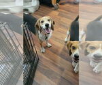 Small #7 Beagle