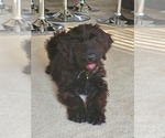 Small Photo #1 Schnauzer (Giant) Puppy For Sale in ST HEIGHTS, MI, USA