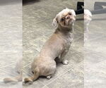 Small Shih Tzu