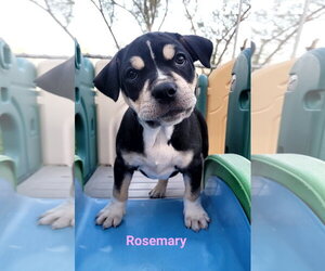 Mutt Dogs for adoption in Des Moines, IA, USA