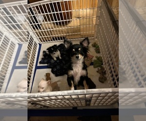 Mother of the Chihuahua puppies born on 07/25/2025
