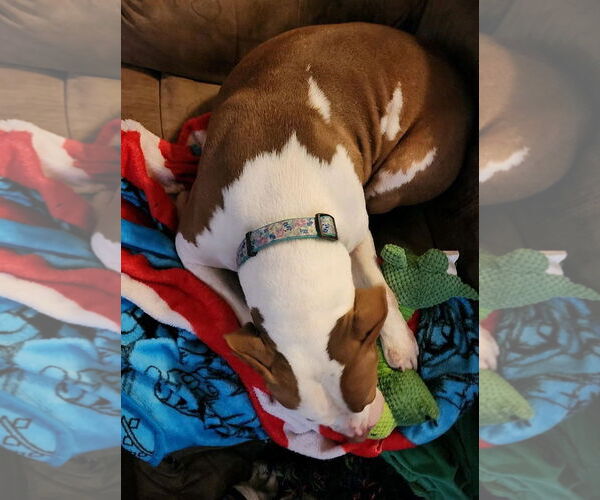 Medium Photo #23 American Pit Bull Terrier-Unknown Mix Puppy For Sale in Oakhurst, NJ, USA