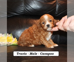 Cavapoo (Miniature) Puppy for sale in CLARKRANGE, TN, USA