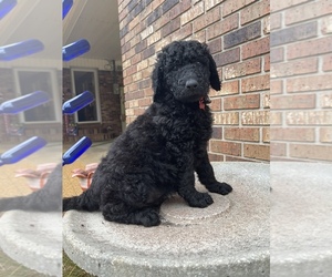 Aussiedoodle Puppy for sale in RIPLEY, MS, USA