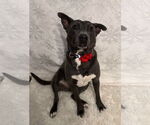 Small #2 American Pit Bull Terrier-Labrador Retriever Mix