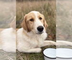 Small Photo #5 Great Pyrenees-Unknown Mix Puppy For Sale in Grafton, WI, USA
