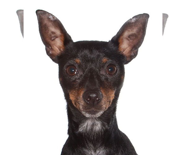 Medium Photo #1 Chihuahua Puppy For Sale in Oakland Park, FL, USA