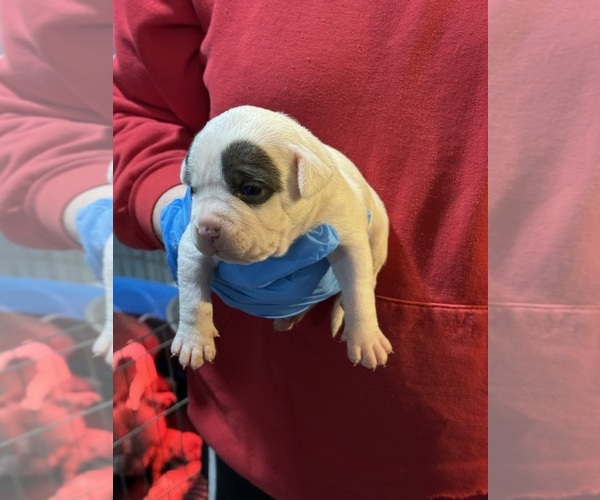 Medium Photo #6 American Bully Puppy For Sale in WALLINGFORD, CT, USA