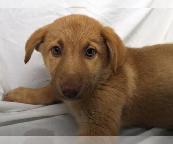 Medium Photo #1 Mutt Puppy For Sale in Thief River Falls, MN, USA