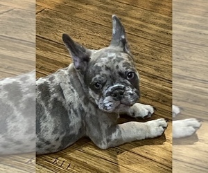French Bulldog Puppy for sale in GILBERT, SC, USA