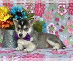 Small Photo #4 Pomsky Puppy For Sale in LANCASTER, PA, USA