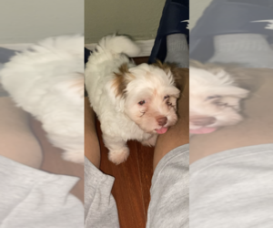 Havanese Puppy for sale in CUTLER BAY, FL, USA