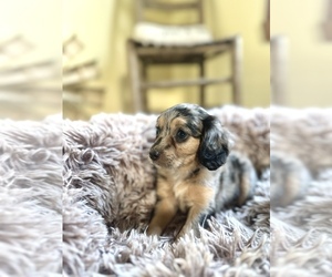 Cavapoo (Miniature) Puppy for sale in ORLANDO, FL, USA