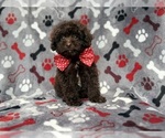 Benson - Male ShihPoo Puppy for Sale - Photo #9