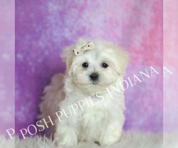 Medium Photo #3 Maltese Puppy For Sale in WARSAW, IN, USA