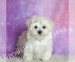 Small #2 Maltese