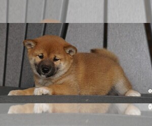 Shiba Inu Puppy for sale in FREDERICKSBG, OH, USA