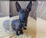 Small #8 Dachshund Mix