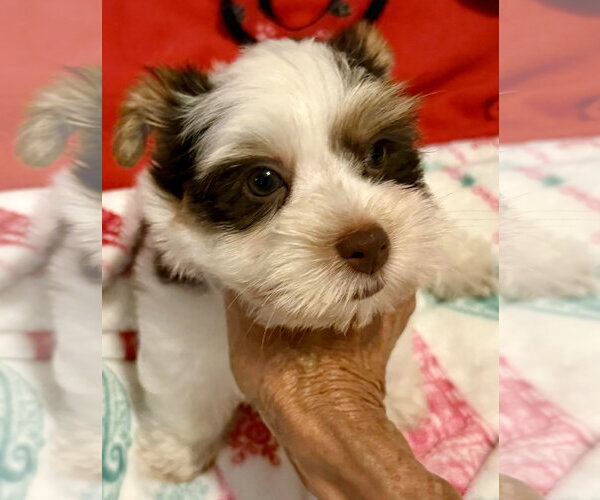 Medium Photo #2 Mutt Puppy For Sale in Boca Raton, FL, USA