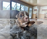 Puppy 2 English Bulldog