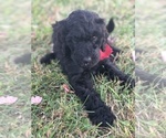 Small Photo #9 Labradoodle-Poodle (Standard) Mix Puppy For Sale in EMMITSBURG, MD, USA