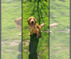 Mother of the Golden Retriever puppies born on 02/24/2025