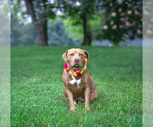 Medium Photo #5 Mutt Puppy For Sale in Unionville, PA, USA