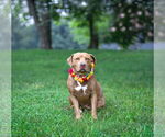Small #4 Mutt