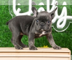 French Bulldog Puppy for Sale in TALLAHASSEE, Florida USA