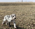 Small Photo #3 Great Dane Puppy For Sale in ROCKWELL CITY, IA, USA