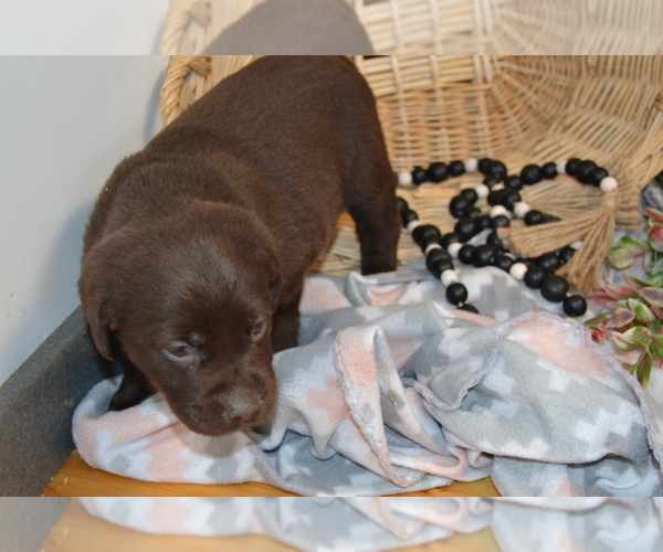 Medium Photo #3 Labrador Retriever Puppy For Sale in GREENWOOD, WI, USA
