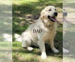 Father of the English Cream Golden Retriever puppies born on 07/15/2022
