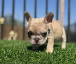 Small #22 French Bulldog
