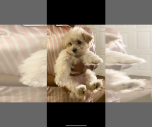 Mal-Shi Puppy for sale in ATL, GA, USA