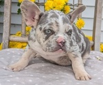 Small Photo #37 French Bulldog Puppy For Sale in GOSHEN, IN, USA